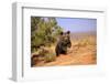 Grizzly Bear (Ursus arctos horribilis) cub, running in high desert, Monument Valley, Utah-Jurgen & Christine Sohns-Framed Photographic Print