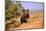 Grizzly Bear (Ursus arctos horribilis) cub, running in high desert, Monument Valley, Utah-Jurgen & Christine Sohns-Mounted Photographic Print