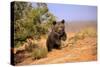 Grizzly Bear (Ursus arctos horribilis) cub, running in high desert, Monument Valley, Utah-Jurgen & Christine Sohns-Stretched Canvas