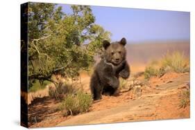 Grizzly Bear (Ursus arctos horribilis) cub, running in high desert, Monument Valley, Utah-Jurgen & Christine Sohns-Stretched Canvas