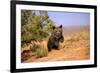 Grizzly Bear (Ursus arctos horribilis) cub, running in high desert, Monument Valley, Utah-Jurgen & Christine Sohns-Framed Photographic Print