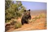 Grizzly Bear (Ursus arctos horribilis) cub, running in high desert, Monument Valley, Utah-Jurgen & Christine Sohns-Mounted Photographic Print