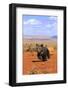 Grizzly Bear (Ursus arctos horribilis) cub, running in high desert, Monument Valley, Utah-Jurgen & Christine Sohns-Framed Photographic Print