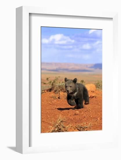 Grizzly Bear (Ursus arctos horribilis) cub, running in high desert, Monument Valley, Utah-Jurgen & Christine Sohns-Framed Photographic Print