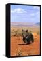 Grizzly Bear (Ursus arctos horribilis) cub, running in high desert, Monument Valley, Utah-Jurgen & Christine Sohns-Framed Stretched Canvas