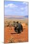 Grizzly Bear (Ursus arctos horribilis) cub, running in high desert, Monument Valley, Utah-Jurgen & Christine Sohns-Mounted Photographic Print