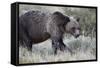 Grizzly Bear (Ursus Arctos Horribilis), Glacier National Park, Montana, United States of America-James Hager-Framed Stretched Canvas