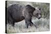 Grizzly Bear (Ursus Arctos Horribilis), Glacier National Park, Montana, United States of America-James Hager-Stretched Canvas