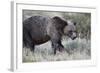 Grizzly Bear (Ursus Arctos Horribilis), Glacier National Park, Montana, United States of America-James Hager-Framed Photographic Print