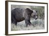 Grizzly Bear (Ursus Arctos Horribilis), Glacier National Park, Montana, United States of America-James Hager-Framed Photographic Print