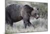Grizzly Bear (Ursus Arctos Horribilis), Glacier National Park, Montana, United States of America-James Hager-Mounted Photographic Print