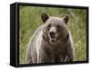 Grizzly Bear (Ursus Arctos Horribilis), Glacier National Park, Montana, USA, North America-James Hager-Framed Stretched Canvas