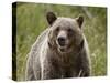 Grizzly Bear (Ursus Arctos Horribilis), Glacier National Park, Montana, USA, North America-James Hager-Stretched Canvas