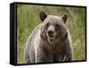 Grizzly Bear (Ursus Arctos Horribilis), Glacier National Park, Montana, USA, North America-James Hager-Framed Stretched Canvas