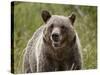 Grizzly Bear (Ursus Arctos Horribilis), Glacier National Park, Montana, USA, North America-James Hager-Stretched Canvas