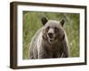 Grizzly Bear (Ursus Arctos Horribilis), Glacier National Park, Montana, USA, North America-James Hager-Framed Photographic Print