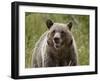 Grizzly Bear (Ursus Arctos Horribilis), Glacier National Park, Montana, USA, North America-James Hager-Framed Photographic Print