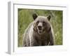 Grizzly Bear (Ursus Arctos Horribilis), Glacier National Park, Montana, USA, North America-James Hager-Framed Photographic Print