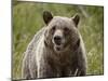 Grizzly Bear (Ursus Arctos Horribilis), Glacier National Park, Montana, USA, North America-James Hager-Mounted Photographic Print