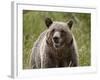 Grizzly Bear (Ursus Arctos Horribilis), Glacier National Park, Montana, USA, North America-James Hager-Framed Photographic Print