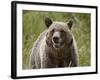 Grizzly Bear (Ursus Arctos Horribilis), Glacier National Park, Montana, USA, North America-James Hager-Framed Photographic Print