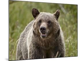 Grizzly Bear (Ursus Arctos Horribilis), Glacier National Park, Montana, USA, North America-James Hager-Mounted Photographic Print