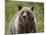 Grizzly Bear (Ursus Arctos Horribilis), Glacier National Park, Montana, USA, North America-James Hager-Mounted Photographic Print