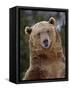 Grizzly Bear (Ursus Arctos Horribilis) in Captivity, Near Bozeman, Montana, USA-James Hager-Framed Stretched Canvas