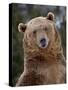 Grizzly Bear (Ursus Arctos Horribilis) in Captivity, Near Bozeman, Montana, USA-James Hager-Stretched Canvas