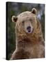 Grizzly Bear (Ursus Arctos Horribilis) in Captivity, Near Bozeman, Montana, USA-James Hager-Stretched Canvas