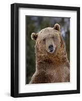 Grizzly Bear (Ursus Arctos Horribilis) in Captivity, Near Bozeman, Montana, USA-James Hager-Framed Photographic Print