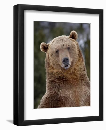 Grizzly Bear (Ursus Arctos Horribilis) in Captivity, Near Bozeman, Montana, USA-James Hager-Framed Photographic Print