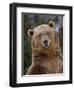 Grizzly Bear (Ursus Arctos Horribilis) in Captivity, Near Bozeman, Montana, USA-James Hager-Framed Photographic Print