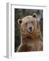 Grizzly Bear (Ursus Arctos Horribilis) in Captivity, Near Bozeman, Montana, USA-James Hager-Framed Photographic Print