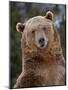 Grizzly Bear (Ursus Arctos Horribilis) in Captivity, Near Bozeman, Montana, USA-James Hager-Mounted Photographic Print