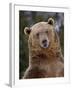 Grizzly Bear (Ursus Arctos Horribilis) in Captivity, Near Bozeman, Montana, USA-James Hager-Framed Photographic Print