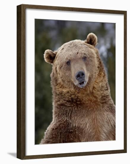 Grizzly Bear (Ursus Arctos Horribilis) in Captivity, Near Bozeman, Montana, USA-James Hager-Framed Photographic Print