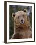 Grizzly Bear (Ursus Arctos Horribilis) in Captivity, Near Bozeman, Montana, USA-James Hager-Framed Photographic Print