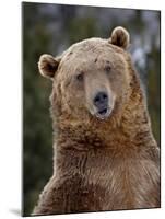 Grizzly Bear (Ursus Arctos Horribilis) in Captivity, Near Bozeman, Montana, USA-James Hager-Mounted Photographic Print