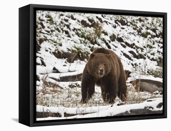Grizzly Bear (Ursus Arctos Horribilis) in the Snow in the Spring-James Hager-Framed Stretched Canvas
