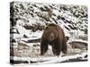 Grizzly Bear (Ursus Arctos Horribilis) in the Snow in the Spring-James Hager-Stretched Canvas