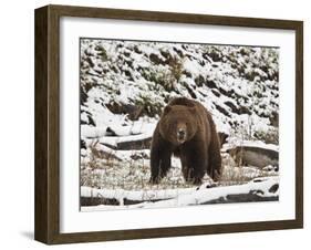 Grizzly Bear (Ursus Arctos Horribilis) in the Snow in the Spring-James Hager-Framed Photographic Print