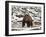 Grizzly Bear (Ursus Arctos Horribilis) in the Snow in the Spring-James Hager-Framed Photographic Print