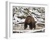 Grizzly Bear (Ursus Arctos Horribilis) in the Snow in the Spring-James Hager-Framed Photographic Print