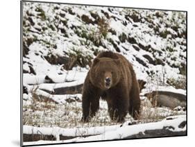 Grizzly Bear (Ursus Arctos Horribilis) in the Snow in the Spring-James Hager-Mounted Photographic Print