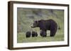 Grizzly Bear (Ursus Arctos Horribilis) Sow and Three Cubs of the Year, Yellowstone National Park-James Hager-Framed Photographic Print