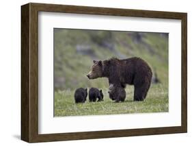 Grizzly Bear (Ursus Arctos Horribilis) Sow and Three Cubs of the Year, Yellowstone National Park-James Hager-Framed Photographic Print