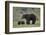 Grizzly Bear (Ursus Arctos Horribilis) Sow and Three Cubs of the Year, Yellowstone National Park-James Hager-Framed Photographic Print