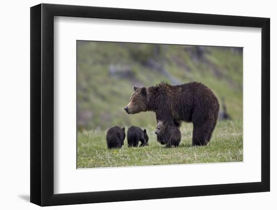 Grizzly Bear (Ursus Arctos Horribilis) Sow and Three Cubs of the Year, Yellowstone National Park-James Hager-Framed Photographic Print