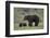 Grizzly Bear (Ursus Arctos Horribilis) Sow and Three Cubs of the Year, Yellowstone National Park-James Hager-Framed Photographic Print